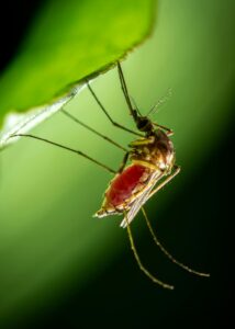 Detailed macro shot of a mosquito resting on a leaf in San Martín, Peru. Perfect for wildlife and insect studies.